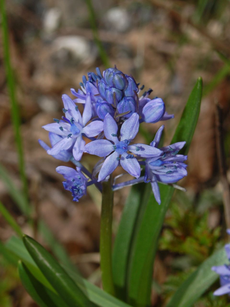 Scilla bifolia / Scilla silvestre